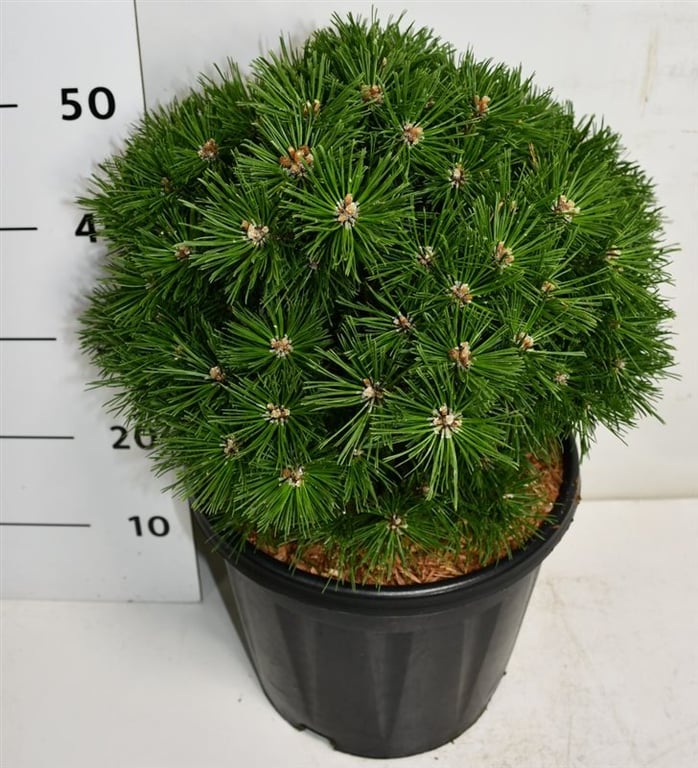 Сосна горная Бенджамин